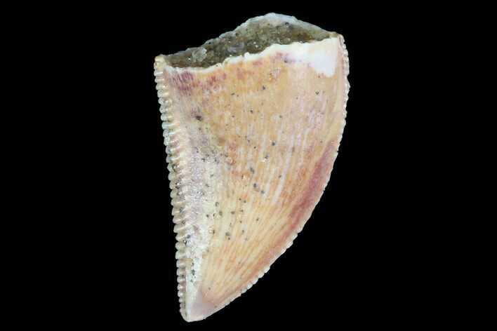 Serrated, Raptor Tooth - Morocco #74430